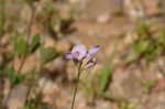 Creeping lespedeza